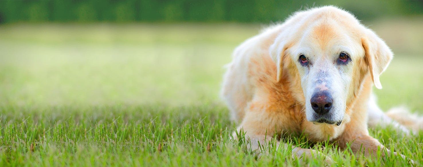 Jazz Inspired Dog Names Popular Male And Female Names Wag 